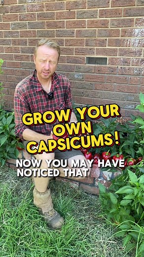 Benefits of Growing Capsicums in Your Home Garden