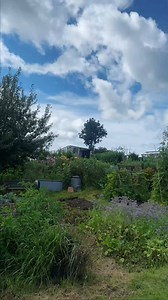 It’s #NationalAllotmentWeek! A time to celebrate all the benefits of allotment gardening to communities, individuals and the planet  This is your sign to get involved in your local allotment. If you’ve been considering it, go for it ‍  Fairfield Allotments, Lancaster | National Allotment Society | Eden Project Communities | Facebook
