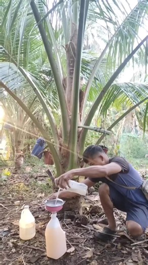 Harvesting Tuba: The Process and Benefits