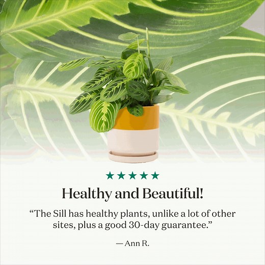 The Sill makes it easy to get the perfect plants delivered right to your door! 🪴🚚 Try now and grow your green thumb—enjoy free delivery on all orders over $79! | The Sill