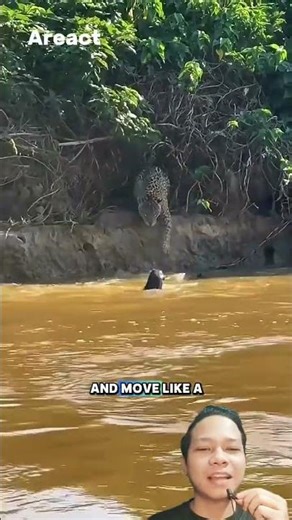 Giant Otters: The Cute Killers That Scare Jaguars | Amazon Predator Facts