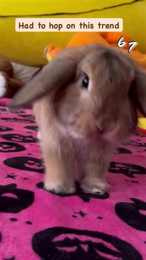 67 😏 #hollandlop #bunny #cutebunny #cute #funny #silly #baby #bnuuy #rabbit #adorable #babyboy #chubbybunny #chubby #bunnies #67 #trend