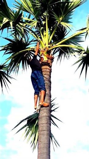 யார் இந்த ஸ்பைடர் மேன்? கிடுகிடுவென ஏறும் வேகம்! விண்ணைத் தொடும் வீரம்