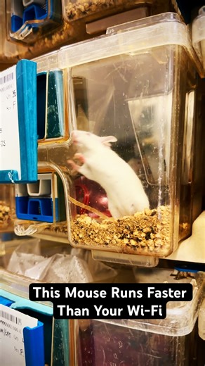 This Mouse Runs Faster Than Your Wi-Fi. #mice #fastmous #speed