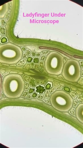 Ladyfinger Under The Microscope #ladyfinger #microbiology #shortsfeed #yt #ytshorts #viral #trending