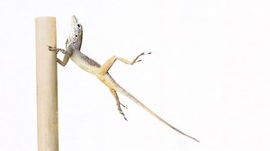 Despite the massive destruction that hurricanes can cause, nature is still surprisingly resilient. | National Geographic