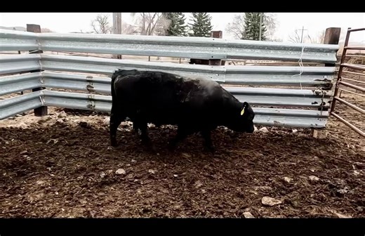 1.1K views · 72 reactions | JS Territory 3006 LOT 1 Selling March 15th 3 PM (social & dinner at 2) Birth Weight 78lbs WWRatio 110 YWRatio 109 https://www.jlazysangusranch.com/ | J Lazy S Angus Ranch | Facebook