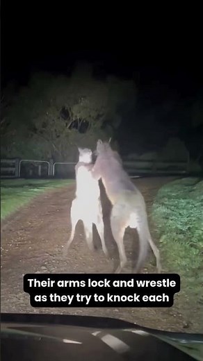 Kangaroo Boxing Championship 🥊🦘