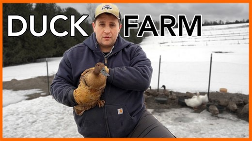 Lessons Learned Before Starting a Duck Farm