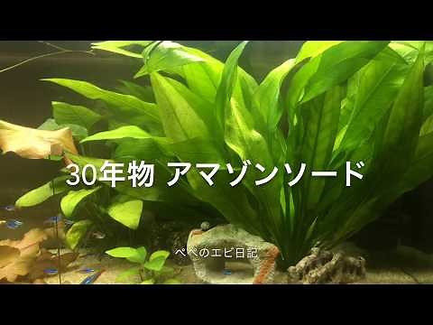 30年物 アマゾンソード