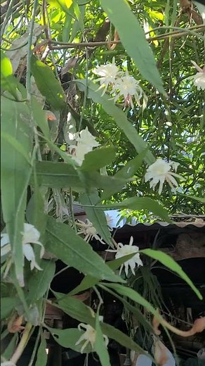 GALÁN DE NOCHE. ¿COMO LO CONOCES TU? #herb #flores #jardines
