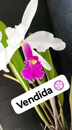 cattleya jenmani #orquideas