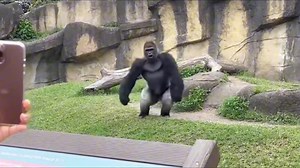 Bodybuilder vs Gorilla Strength Challenge at the Zoo | Dumbbell Power Shocked Everyone This unbelievable moment was captured at a zoo when a massive silverback gorilla and a professional bodybuilder ended up copying each other’s dumbbell workout through a glass enclosure. What started as a fun strength comparison quickly turned into an intense face-off as both pushed their limits with pure power and aggression. The gorilla’s raw strength, loud roars, and explosive bicep curls left visitors compl