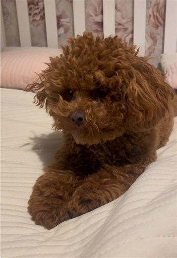 POV: It’s Monday morning 💤🥱 #dogtok #puppy #sleepydog #bedhead