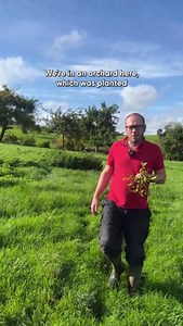 Ever wondered where mistletoe comes from? Tenbury Wells farmer Mark tell us where mistletoe grows and why its important to keep mistletoe off trees🌳 For over a hundred years Tenbury Wells has had a Mistletoe market, which takes place on the last Tuesday in November and the first in December. #BackBritishFarming Source: https://ow.ly/n2qW50UhX0W | Back British Farming NFU