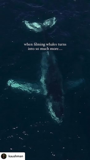 Posted • @kaushman “Moments that felt like a Nat Geo documentary 🐋✨ I was filming this mother and calf humpback whales whilst waiting for my lunch yesterday when all of a sudden, the scene turned into something from a documentary. A couple of dolphins appeared in the bottom of the frame, followed by another whale! And then more dolphins 😍🤯 turns out there was an escort whale (protects mother and calf) and the dolphins came to check out the group. Such a beautiful moment and one of the countle