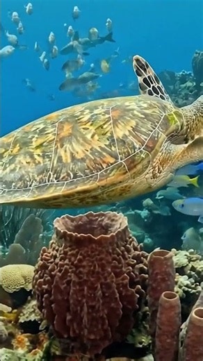 😱 The Ocean's Best Kept Secret