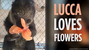Watch a cute baby sloth eating a hibiscus flower