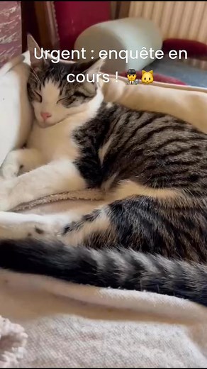 53K views · 584 reactions | La suspecte, identifiée sous le nom de...