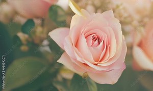 Blushing Beauty: A single pink rose takes center stage, its delicate petals unfurling in soft, vintage-inspired light.