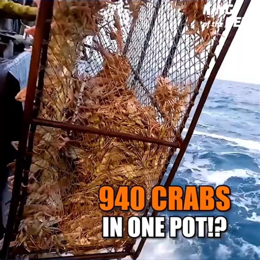 940 Crabs in ONE POT?! Captain Sig Hits the Snow Crab Goldmine! #deadliestcatch #kingcrab #kingcrabs #beringsea #fishing | Kingofthedeepus