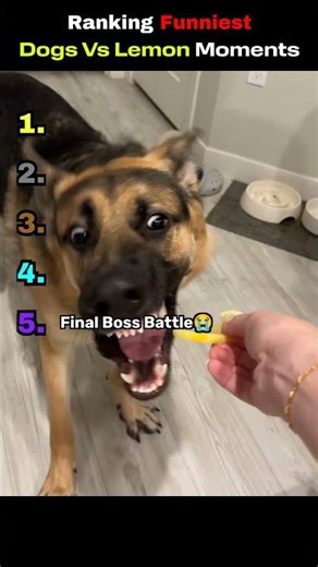 Ranking Funniest Dog Vs Lemon Moments #funny #ranking