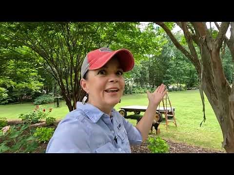 How to Trim a Crape Myrtle - Easy Tips! | Gardening with Creekside