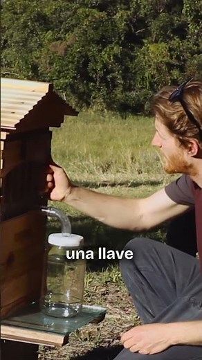 Turn on the tap and harvest honey without disturbing the bees | Digital Field