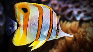 Copperband butterflyfish - Alchetron, the free social encyclopedia