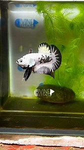 Snowhite black samurai HMPK Betta.. 🤍🖤🖤🤍🤍🤍🖤🤍🤍🖤🤍🖤🖤🤍🤍 | Divine Bettas