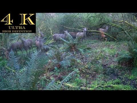 14 Red Deer Emerge from the Ancient Irish Rainforest {4K Wildlife}