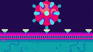 What Coronavirus Actually Does to the Human Body