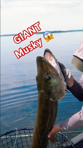 50+ Canadian GIANT Musky Strikes in Figure8! 😱😮#musky #fishing #bigfish #muskyfishing #canada #big
