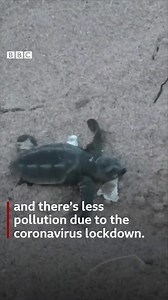 Huge numbers of olive ridley turtles are emerging from their nests and into the sea in India 🐢 | BBC World Service