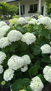 The strong, sturdy stems on this improved version of the garden classic 'Annabelle' hydrangea make sure these extra large blooms stand tall all season! Hardy in zones 3-8 with blooms that are wonderful as a cut flower or when dried for enjoyment all year. Click here to learn more, and see the two colors of Incrediball hydrangea we offer! pwwin.rs/IncblHyd24 | Proven Winners