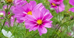 15 tipos de cosmos para se apaixonar!