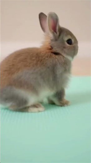 Tiny Bunny Agility Course 🐰🏁 So Smart & Fast! #cutebunny #wholesome #shorts