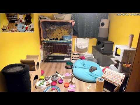 kittens and mead Live Stream
