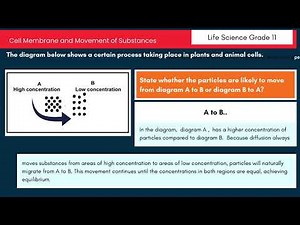 Life Sciences Grade 10: Diffusion in Plant and Animal Cells Explained