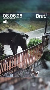 En Thaïlande, une scène captée par une caméra de surveillance montre des chiens aboyant sur un éléphant sauvage pour l’éloigner de leur habitation. Agacé, le pachyderme casse quelques lattes du portail avant de repartir calmement. | Brut Afrique