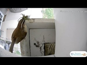 🔴Live Bird Nest Cam - Carolina Wren Building Her Nest!