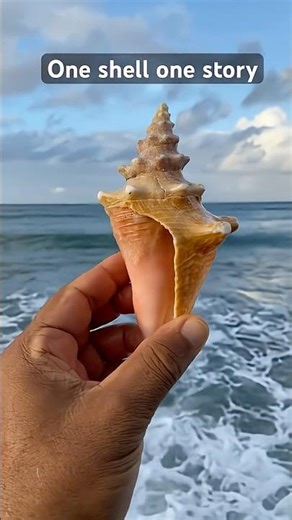 A Lone Seashell on the Shoreline