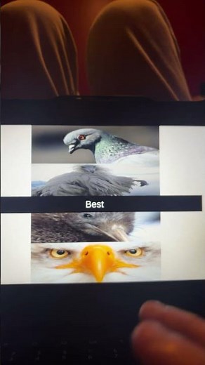 Bird Game Three Edit In Google Slides