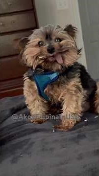 Funny Yorkie with His Bone | Cute & Adorable Dog Moments