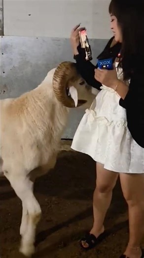 Funny animals videos #funny #animals #shorts #video