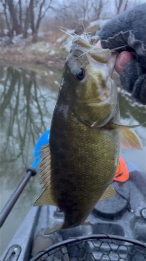 Winter bass are just better. #kayakfishingtips #bassfishing #river