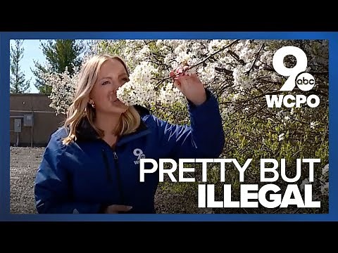 Though pretty, blooming callery pear trees are highly invasive and harmful