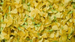 clip-3480719075-sesbania-flower-ฺclose-horizontal-footage-rotation ...