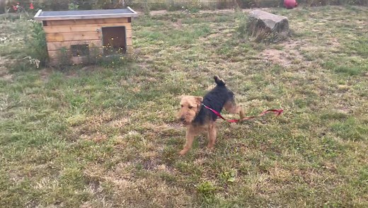 Neu bei uns Arthur , 2 Jahre Welsh Terrier Rüde noch nicht in der Vermittlung Arthur und Koda ❤️ | Tierheim Koblenz