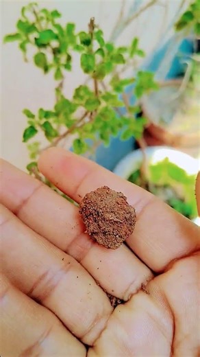 तुलसी की मिट्टी बना देगी धनवान करे येउपाय#shorts #tulsi #vastu #viralvideo#astrology